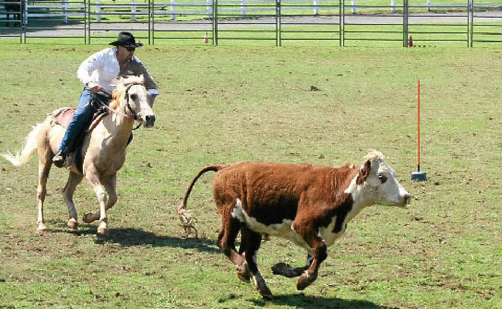 YEE-HA: Camp drafting at the Alstonville Show. YEE-HA: Camp drafting at the Alstonville Show.